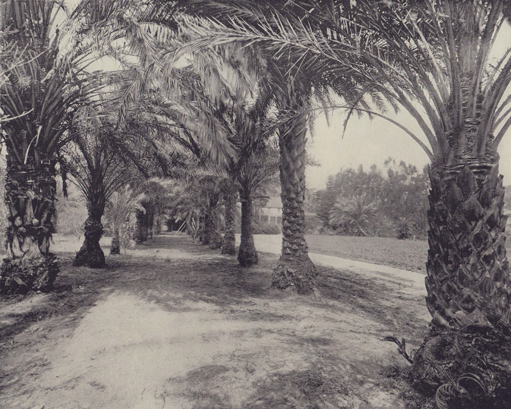 The Alley of Palms, Port-Louis, Mauritius. STODDARD 1895 old antique print